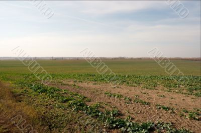 Field