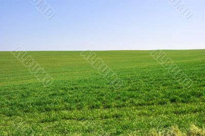 Green field