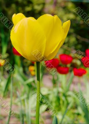 Tulip