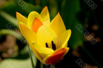 Tulips