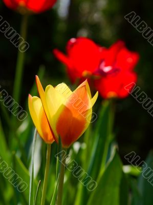 Tulips