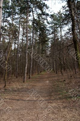 forest