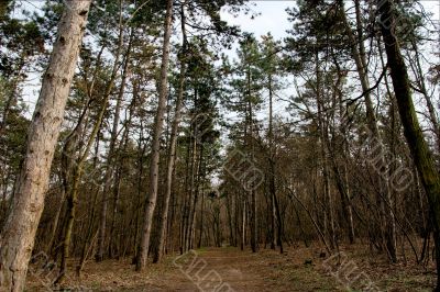 Forest