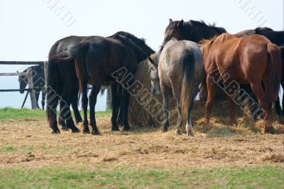 Horse