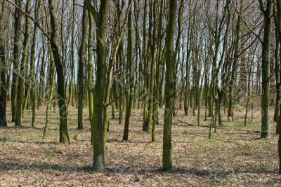 Trees