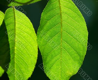 Leaves
