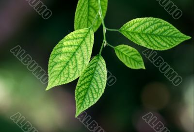 Leaves