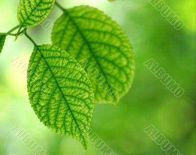 Leaves