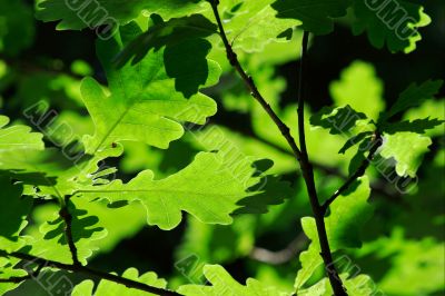 Leaves