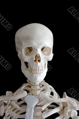 Skelton