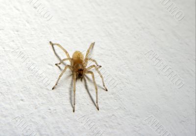 spider