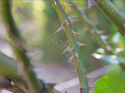 Thorns