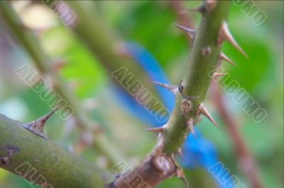 Thorns
