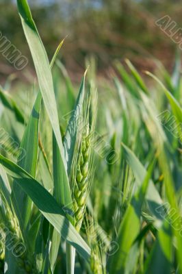 Wheat