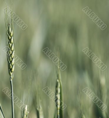 Wheat