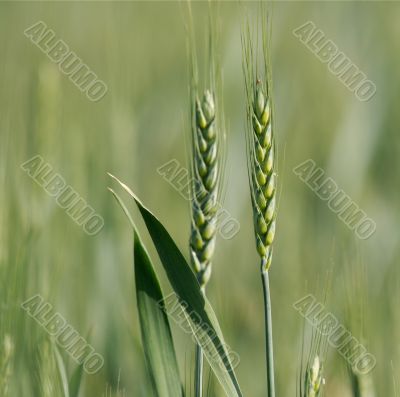 Wheat