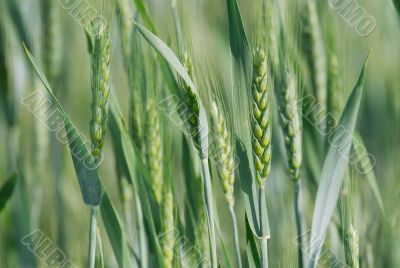 Wheat