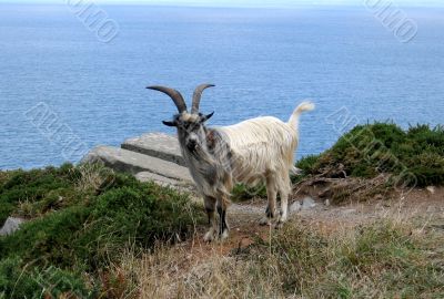Goat on cliff