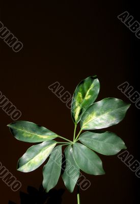 Leaves