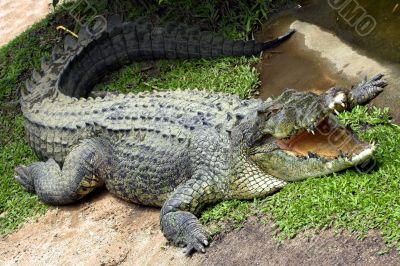 Crocodile