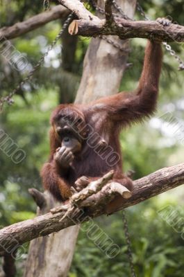 Orang Utan 3