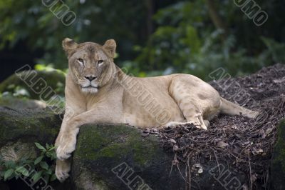 Lioness