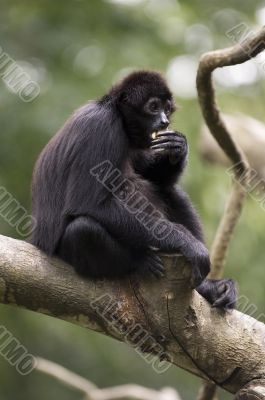 Black Gibbon