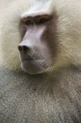 Hamadryas Baboon 3