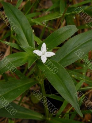 Small white wildflower