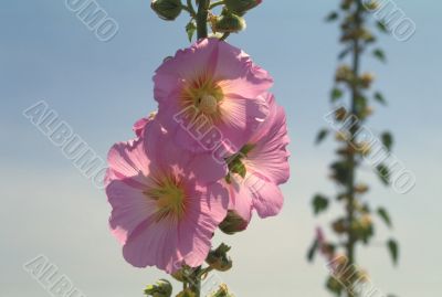 Pink flowers