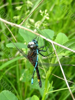 dragonfly