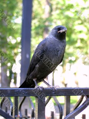 jackdaw