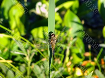 dragon-fly