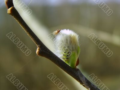 Spring