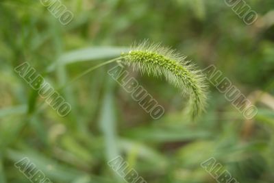 tall grasses