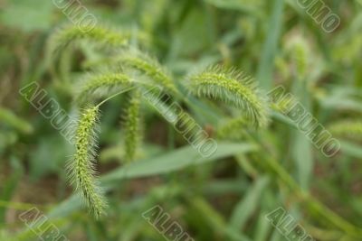 tall grasses