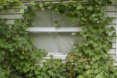 window covered in ivy