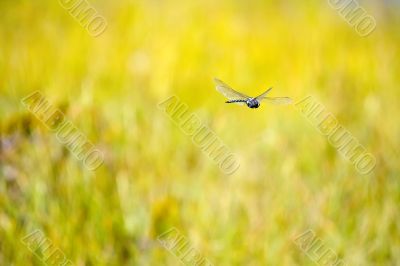 Flying above the yellow