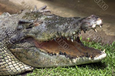Crocodile Head