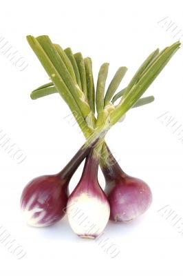red onions isolated