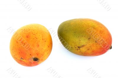 two mangos isolated