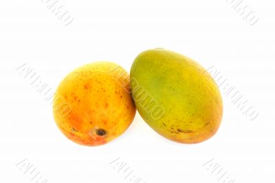 mangos isolated
