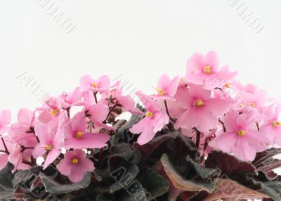 beautiful violets