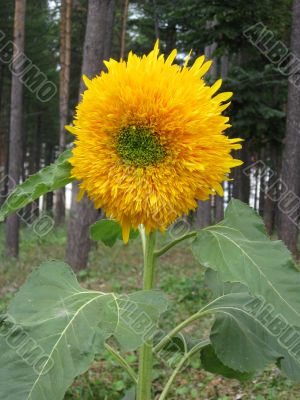 Single sunflower
