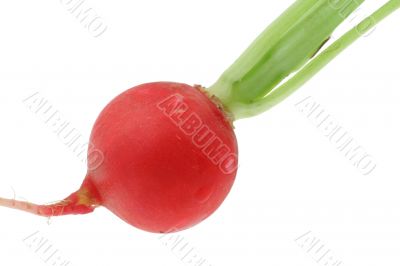 radish details on white