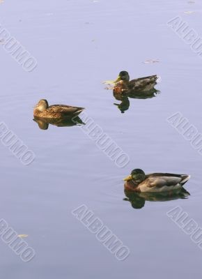 three sleeping ducks