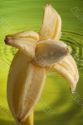 Wet Banana 4