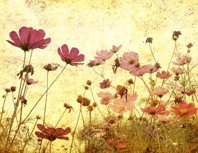 old-fashioned flower
