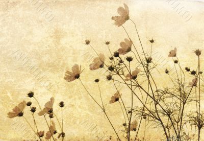 old-fashioned flower