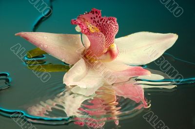 Wet orchid 2